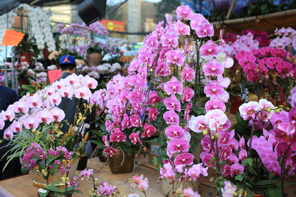香港の旧正月イベントフラワーマーケットの花